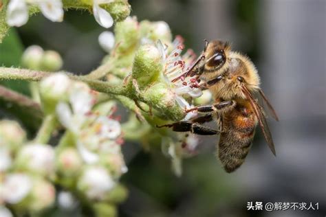 看到蜜蜂徵兆